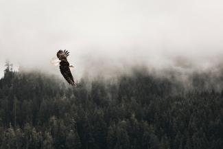 bald eagle flying under forest during daytime by Kea Mowat courtesy of Unsplash.
