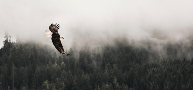 bald eagle flying under forest during daytime by Kea Mowat courtesy of Unsplash.
